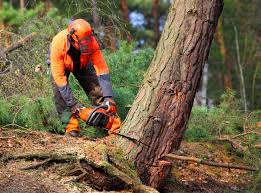 How Our Tree Care Process Works  in Manson, WA